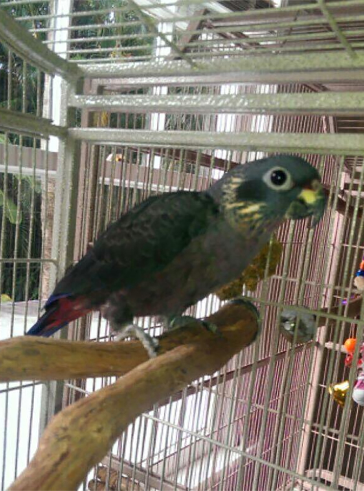 Percy Adopted by Lisa