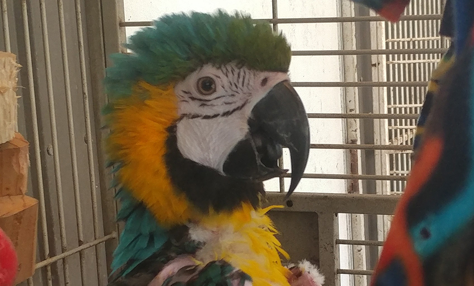 Alex, Blue & Gold Macaw