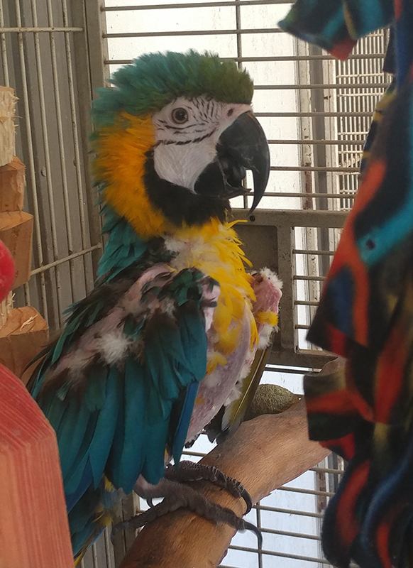 Alex, Blue & Gold Macaw