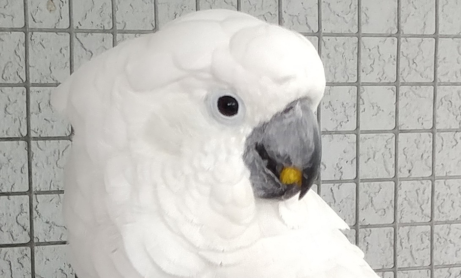 Delilah, Umbrella Cockatoo