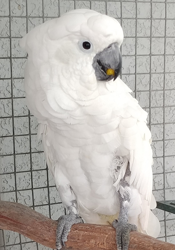 Ceaser, Umbrella Cockatoo