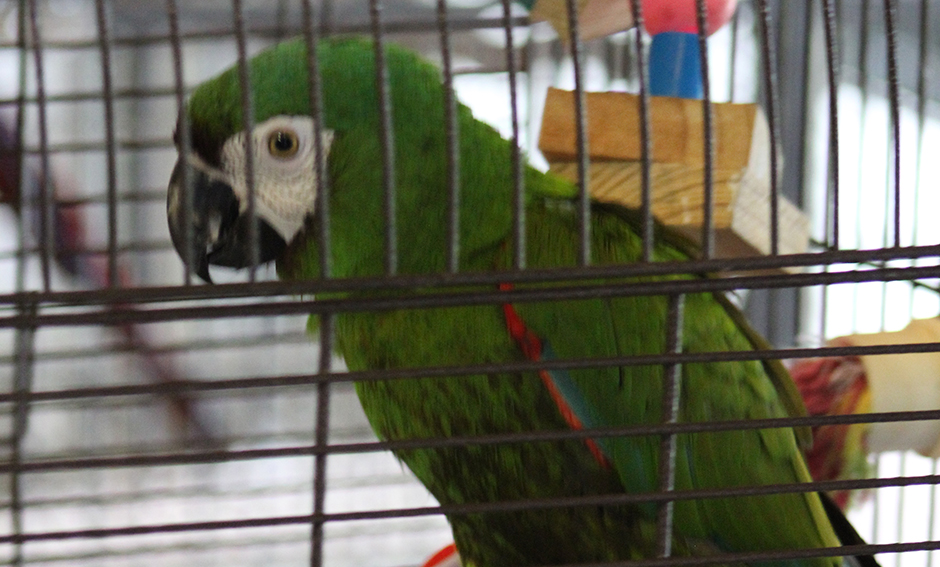 Wizard, Severe Macaw