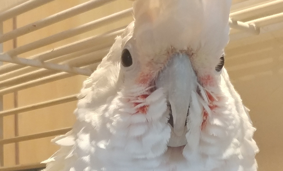 Joe Peaches, Goffin Cockatoo
