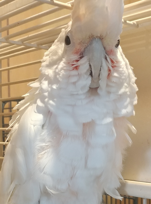 Ellie, Goffin Cockatoo