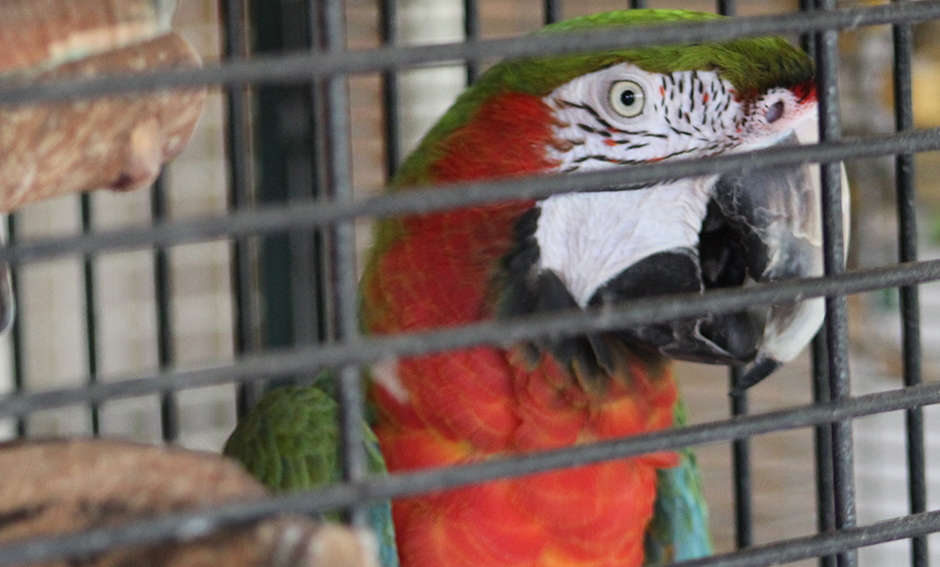 Harley, Harlequin Macaw