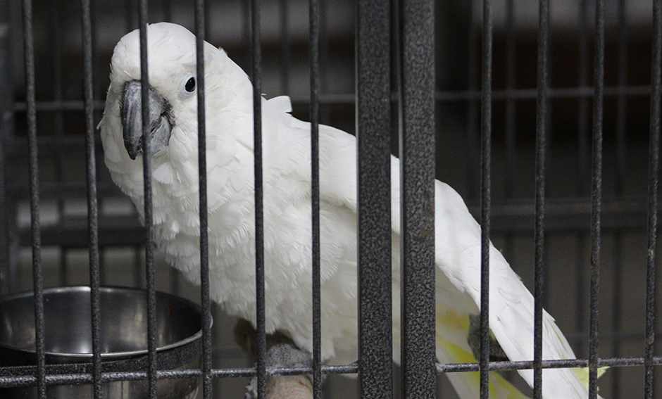 Henry, Umbrella Cockatoo