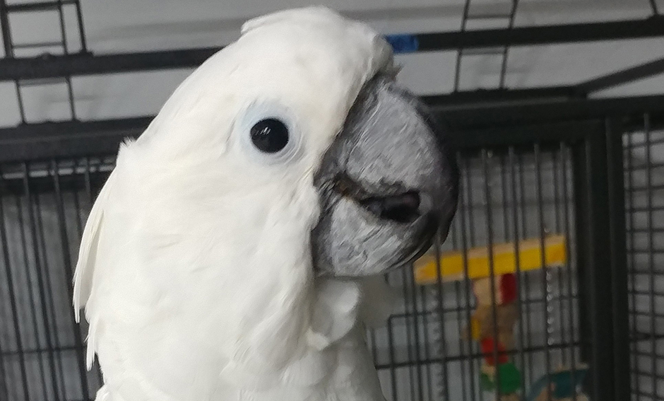 Sidney, Umbrella Cockatoo