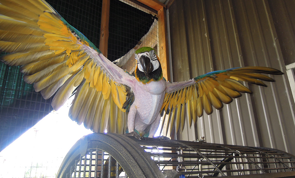 Lucy, Blue & Gold Macaw