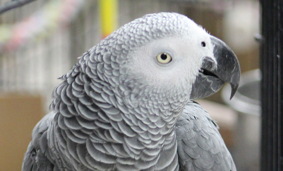 Woody, Congo African Grey