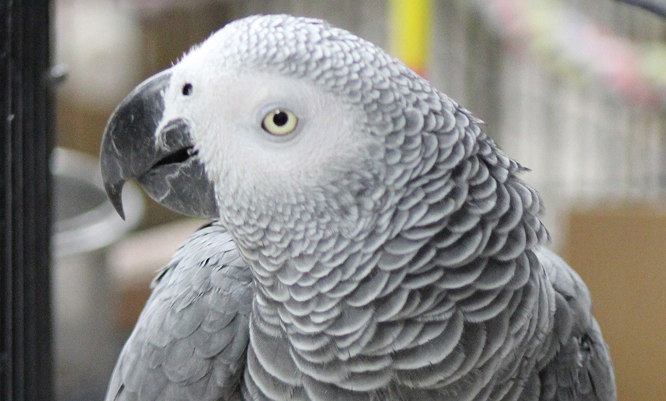 Ceasar, Congo African Grey
