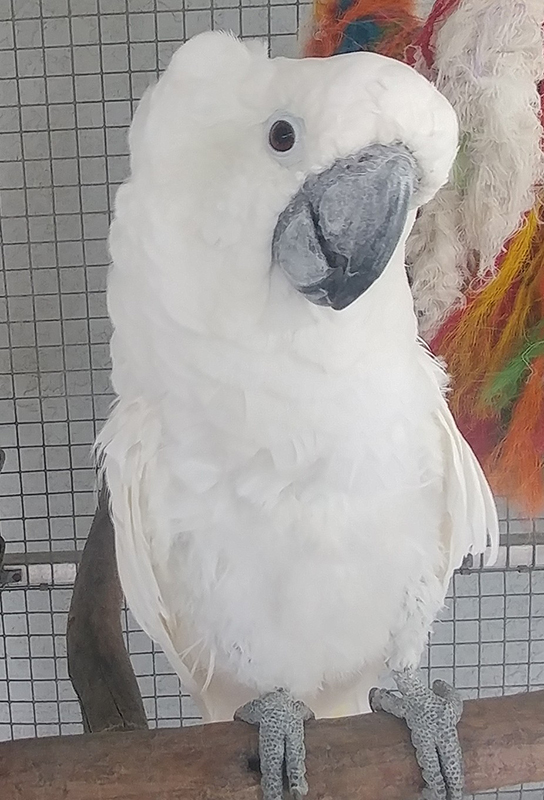Tigger, Umbrella Cockatoo