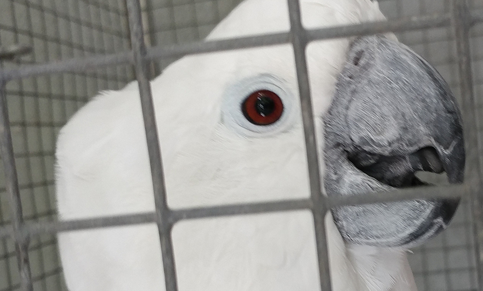 Tigger, Umbrella Cockatoo