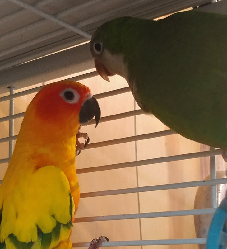 Sun Conure and Quaker