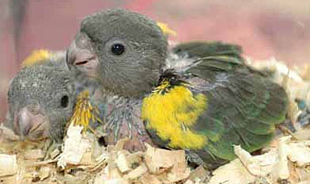 Meyer's Parrots in the wild