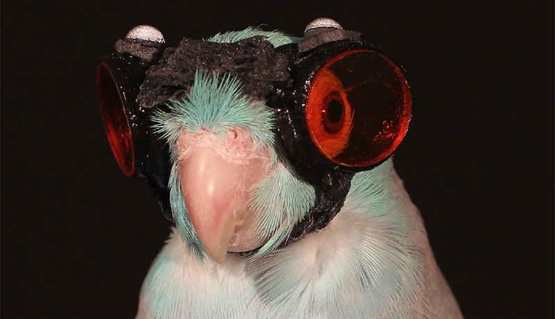 Obie the Parrotlet
