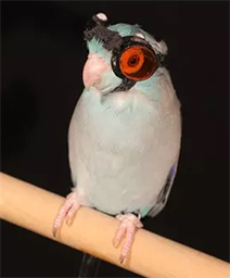 Obie the Parrotlet