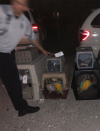 BOPS Emergency Parrot Rescue