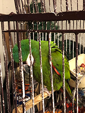 BOPS Emergency Parrot Rescue