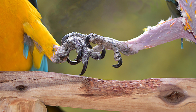A Birds Eye View of a Parrot Rescue Event
