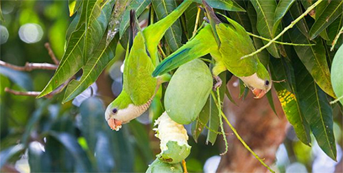 Monk Parakeets Eating Citrus