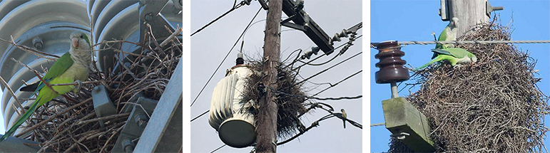 Monk Parakeet Nests in Utility Poles