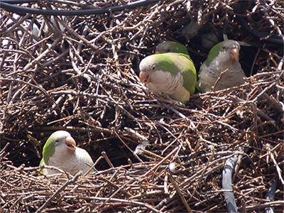Monk Parakeets in a Nest