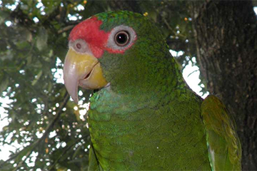 Blue-Winged Amazon 1