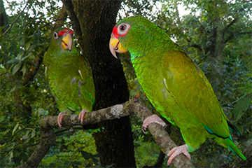 Blue-Winged Amazon 2