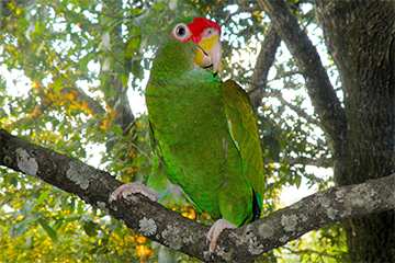 Blue Winged Amazon 3