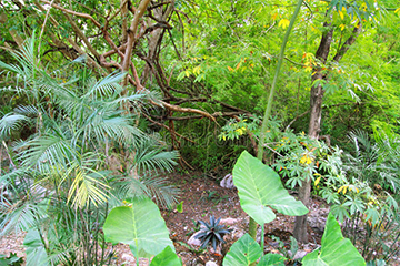 Yucatan Peninsula Rain Forest