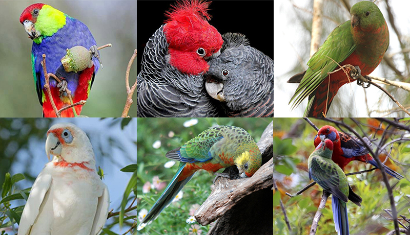 Parrot Celebration Australia