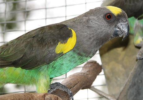 Meyer's Parrots in the wild