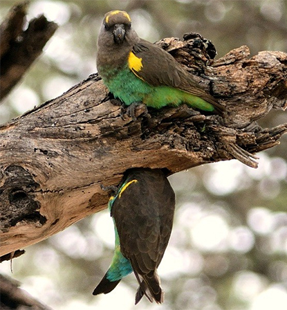 Meyer's Parrots in the wild