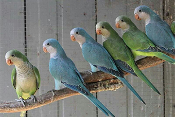Monk Parakeet 1