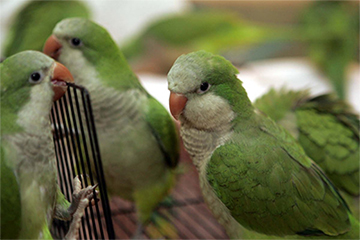 Monk Parakeet 2