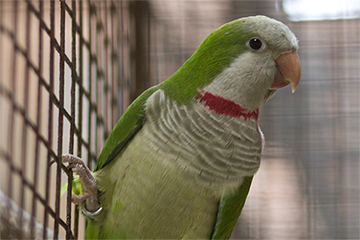 Monk Parakeet 3