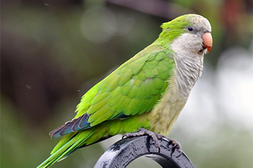 Monk Parakeet 4