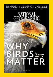 National Geographic Year of The Bird