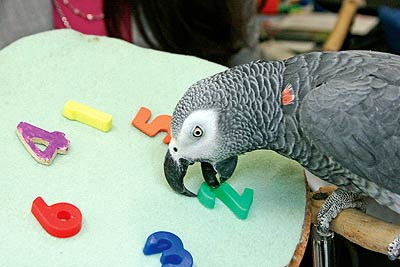 Alex the African Gray