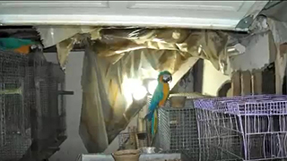Ohio Emergency Rescue - Abandoned Parrots