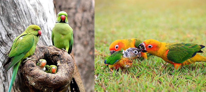 Wild Parrots and Their Young