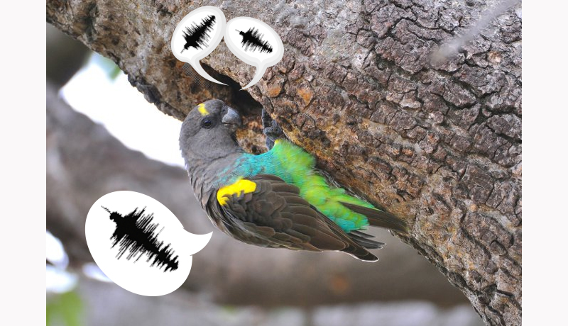 Happy Fathers Day from Birds of Paradise