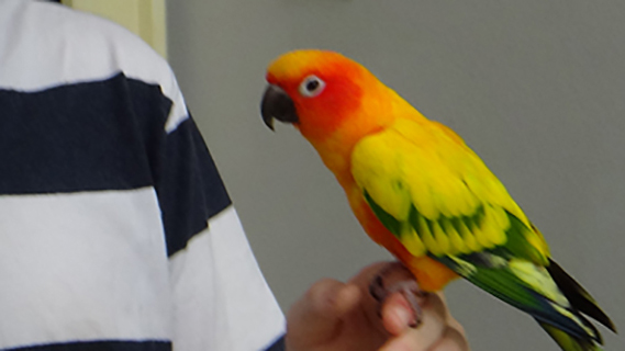 Skittles, the adopted Sun Conure
