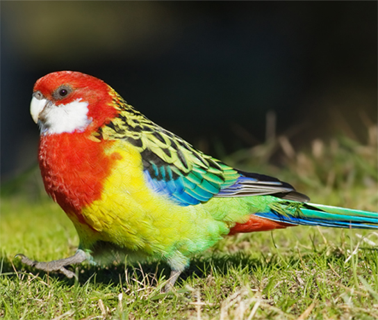 Crimson Rosella - Female