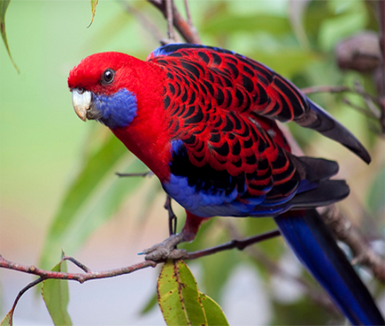 Crimson Rosella - Male