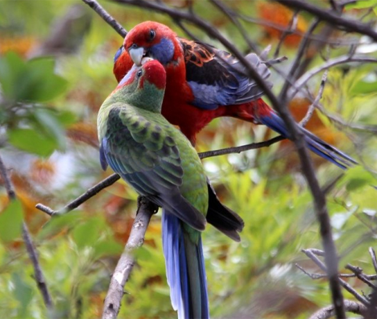 Crimson Rosella Pair