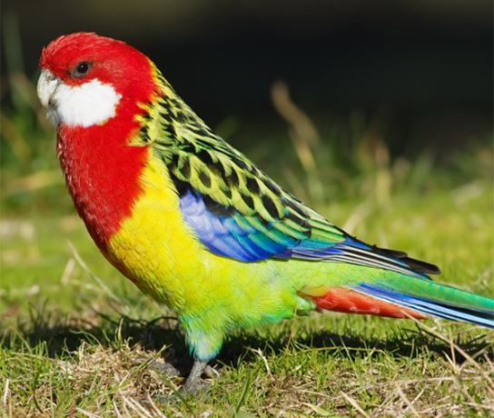 Eastern Rosella - Male