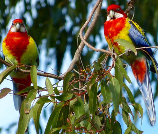 Eastern Rosella - Pair