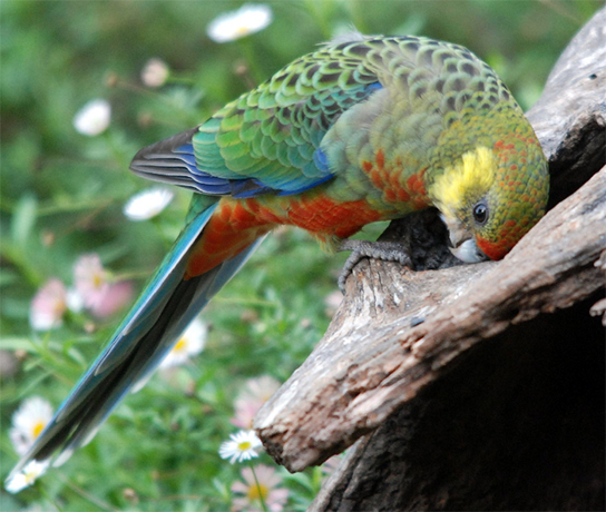 Western Rosella - Female