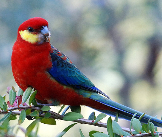 Western Rosella - Male